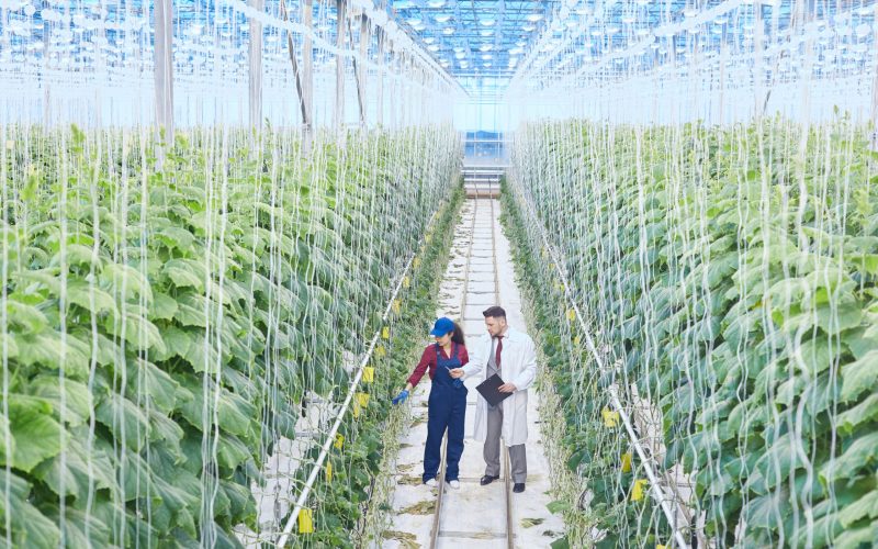 Wide angle portrait of chief supervisor talking to female worker while checking plants in greenhouse of modern vegetable plantation