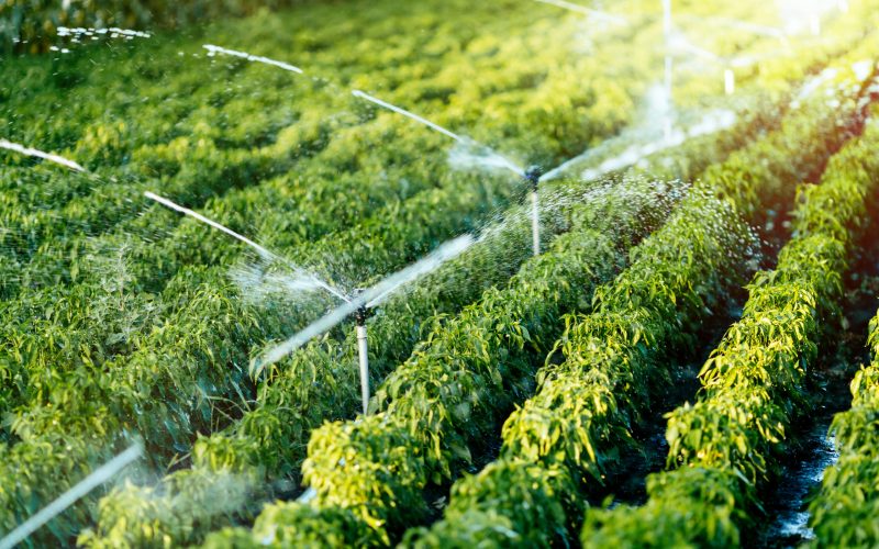 Irrigation system in function watering agriculutural plants
