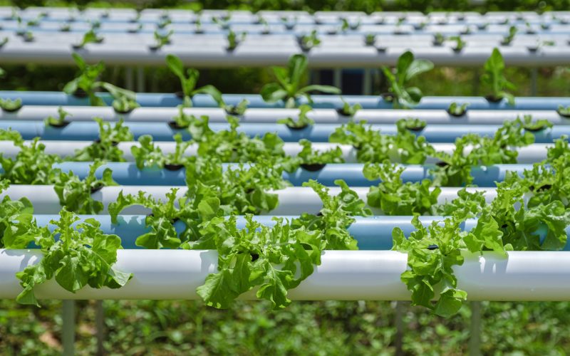 Hydroponics System growing vegetables, Salad in a garden in Thailand, salad growing in a PVC pipe Organic Lettuces Grown In An Outdoors Hydroponics System. Koh Kood Thailand.