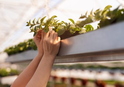 Soft focus of anonymous person touching green basil plant growing on hydroponic shelf during work in hothouse on farm
