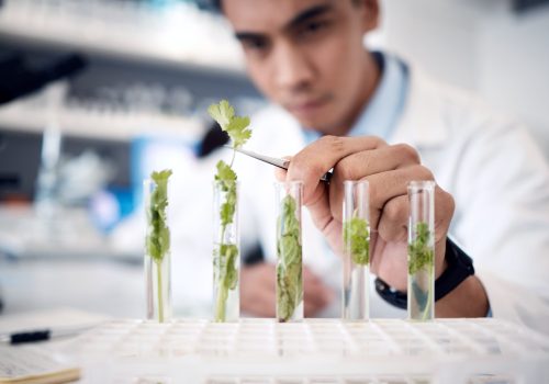 Hands, plant scientist and laboratory test tubes in plant growth research, climate change solution .