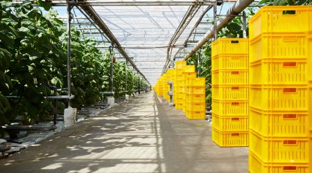 Stacks of yellow boxes standing along tomato plantation in greenhouse